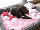 Dateiname=kira_14_Wochen_014.jpg
Dateigröße=71KB
Abmessungen: 800x600
hinzugefügt am: 30. Juli 2011 kira_14_Wochen_014.jpg