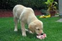 2011-8-30_Bella_P8300040.JPG