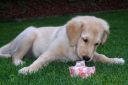 2011-8-30_Bella_P8300045.JPG