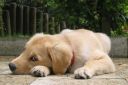 2011-9-8_Bella_P9080003.JPG