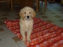 Dateiname=max.JPG
Dateigröße=9KB
Abmessungen: 200x150
hinzugefügt am: 16. Oktober 2011 max.JPG