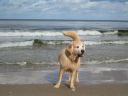 Dateiname=unser_Wasserhund.JPG
Dateigröße=59KB
Abmessungen: 800x600
hinzugefügt am: 01. Januar 2012 unser_Wasserhund.JPG